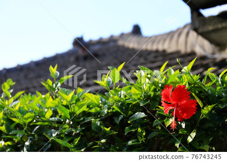 沖繩風光(古民居和芙蓉) 沖繩風光(古民居和芙蓉) 76743245