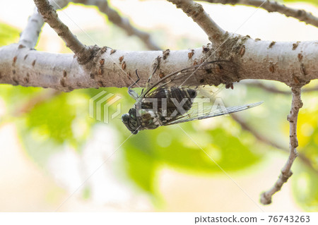 Hyalessa maculaticus 讓人想起夏天的陽光和炎熱 76743263