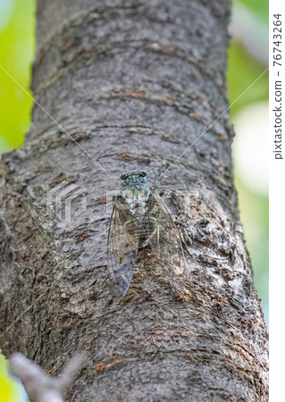 Hyalessa maculaticus 讓人想起夏天的陽光和炎熱 Hyalessa maculaticus 讓人想起夏天的陽光和炎熱 76743264