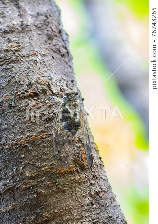 Hyalessa maculaticus 讓人想起夏天的陽光和炎熱 Hyalessa maculaticus 讓人想起夏天的陽光和炎熱 76743265