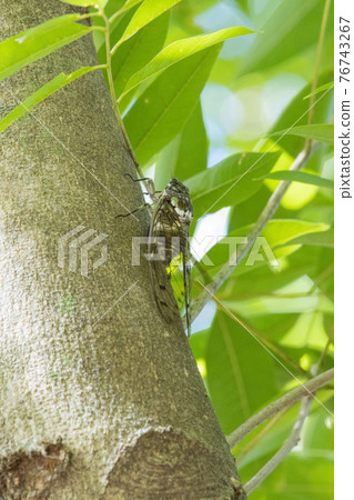 Hyalessa maculaticus 讓人想起夏天的陽光和炎熱 Hyalessa maculaticus 讓人想起夏天的陽光和炎熱 76743267
