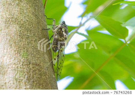 Hyalessa maculaticus 讓人想起夏天的陽光和炎熱 Hyalessa maculaticus 讓人想起夏天的陽光和炎熱 76743268