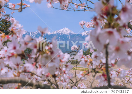 Shindenzeki的櫻花和Jonen [吉野櫻花散步道] 76743327