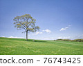 One tree in the meadow 76743425