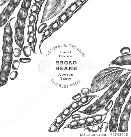 Hand drawn broad beans design template. Organic fresh food vector illustration. Retro pods illustration. Engraved botanical style cereal background. 76743438