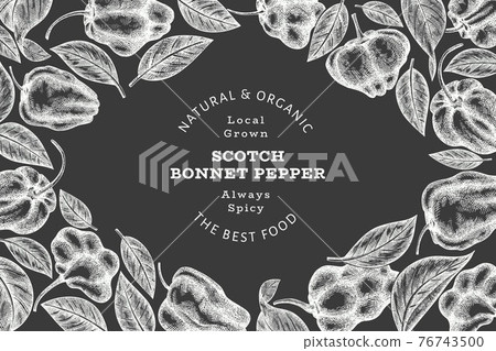 Hand drawn sketch style scotch bonnet pepper banner. Organic fresh vegetable vector illustration on chalk board. Retro cayenne pepper design template 76743500