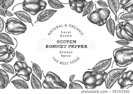 Hand drawn sketch style scotch bonnet pepper banner. Organic fresh vegetable vector illustration. Retro cayenne pepper design template Hand drawn sketch style scotch bonnet pepper banner. Organic fresh vegetable vector illustration. Retro cayenne pepper design template 76743502