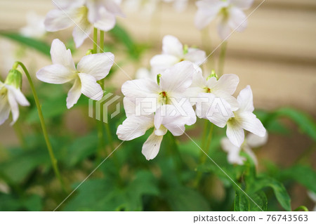 Sweet white violet Sweet white violet 76743563