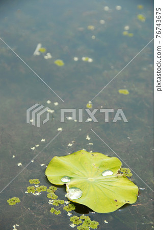 荷葉 76743675