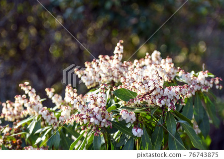 White acebi flower 76743875