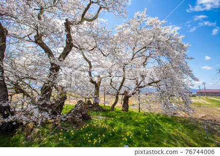 Fukushima Prefecture, Ishibe cherry blossoms in full bloom 76744006