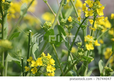 強姦開花 強姦開花 76744047