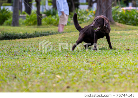 Black Labrador retriever dog playing with a ball on his mouth Black Labrador retriever dog playing with a ball on his mouth 76744145