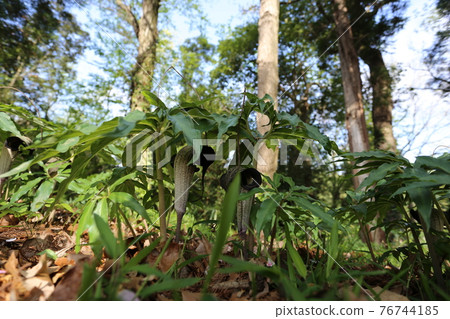 盛開在春天森林裡的 Arisaema thunbergii 76744185