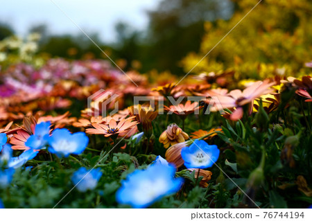 [4月中旬/花]紅色Osteospermum/藍色nemophila前散景 76744194