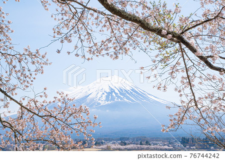 河口湖畔的富士山和櫻花 76744242