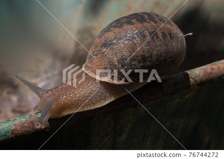 Close up shot of a snail Close up shot of a snail 76744272