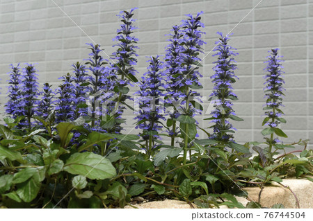 Ajuga reptans 盛開 SDGs 住宅園藝圖像 76744504