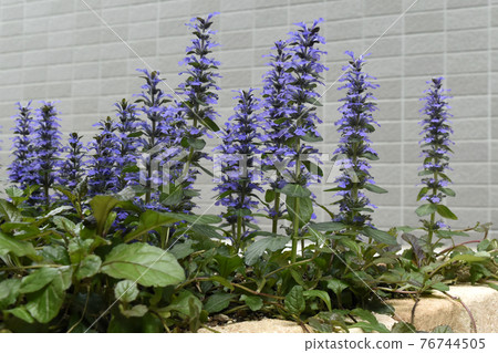 Ajuga reptans 盛開 SDGs 住宅園藝圖像 Ajuga reptans 盛開 SDGs 住宅園藝圖像 76744505