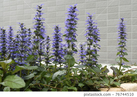 Ajuga reptans in full bloom SDGs Residential gardening image Ajuga reptans in full bloom SDGs Residential gardening image 76744510