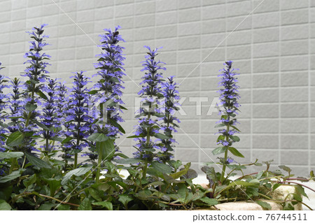 Ajuga reptans in full bloom SDGs Residential gardening image Ajuga reptans in full bloom SDGs Residential gardening image 76744511