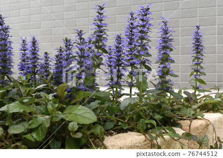 Ajuga reptans in full bloom SDGs Residential gardening image 76744512