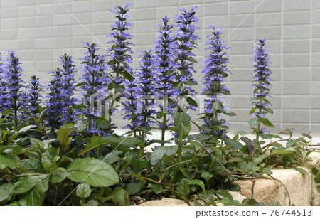 Ajuga reptans in full bloom SDGs Residential gardening image Ajuga reptans in full bloom SDGs Residential gardening image 76744513