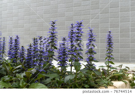Ajuga reptans in full bloom SDGs Residential gardening image Ajuga reptans in full bloom SDGs Residential gardening image 76744514