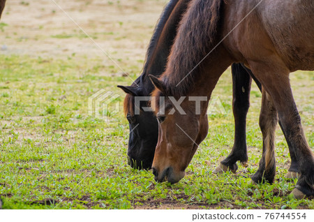 放牧時吃草的馬匹 放牧時吃草的馬匹 76744554
