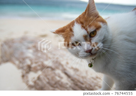 在沖繩海灘散步的貓 76744555