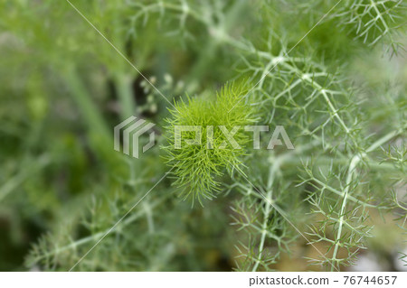 Common fennel Common fennel 76744657