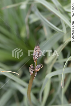 Summer Asphodel 76744658