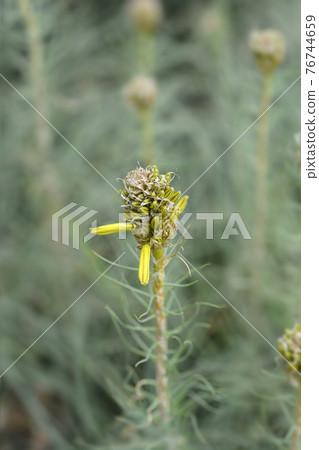 Kings spear 76744659