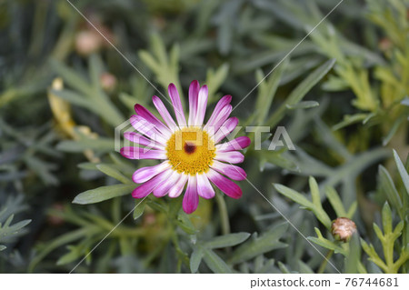 Pink Marguerite daisy 76744681