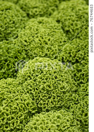 Meadow spikemoss 76744683