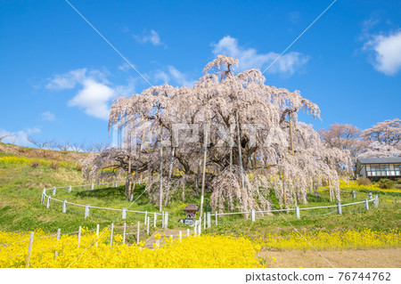 Miharu Takizakura in full bloom in Fukushima Prefecture Miharu Takizakura in full bloom in Fukushima Prefecture 76744762