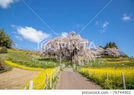 Miharu Takizakura in full bloom in Fukushima Prefecture 76744902