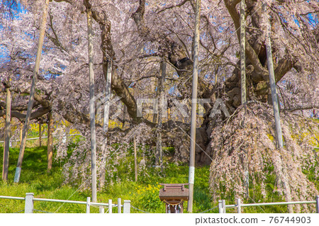 Miharu Takizakura in full bloom in Fukushima Prefecture 76744903