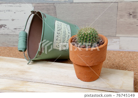 Cactus, heritage, plants, foliage plants, horticulture, greens, thorns, nature, greens, thorns, hermit palms, succulents 76745149