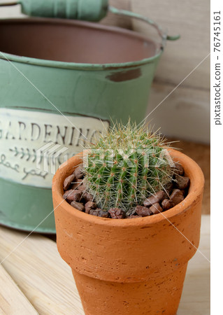 Cactus, heritage, plants, foliage plants, horticulture, greens, thorns, nature, greens, thorns, hermit palms, succulents Cactus, heritage, plants, foliage plants, horticulture, greens, thorns, nature, greens, thorns, hermit palms, succulents 76745161
