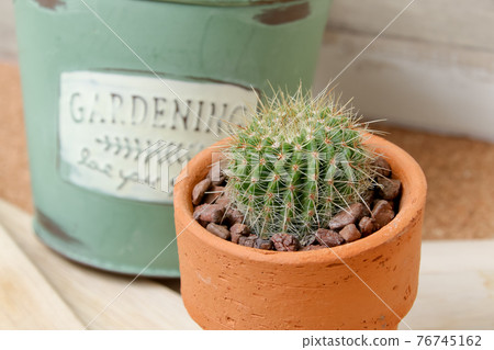 Cactus, heritage, plants, foliage plants, horticulture, greens, thorns, nature, greens, thorns, hermit palms, succulents Cactus, heritage, plants, foliage plants, horticulture, greens, thorns, nature, greens, thorns, hermit palms, succulents 76745162