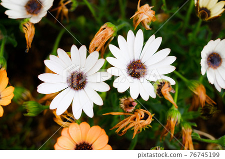 [Mid-April, flowers] White and orange Osteospermum, blooming in spring flower beds 76745199