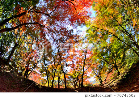 Autumn leaves of the ruins of Hagi Castle 76745502