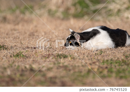 Cats aiming at prey 76745520