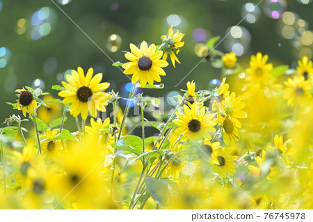 向日葵 76745978
