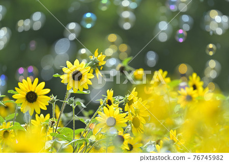 sunflower sunflower 76745982
