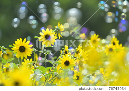 sunflower sunflower 76745984