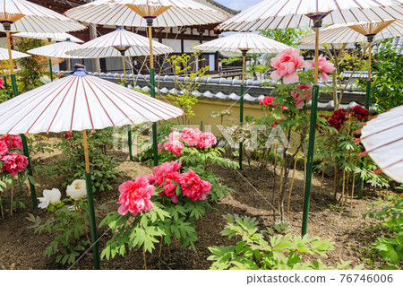 盛開的關西花寺,大摩寺青南 盛開的關西花寺,大摩寺青南 76746006
