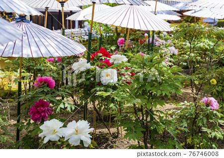 盛開的關西花寺，大摩寺青南 76746008