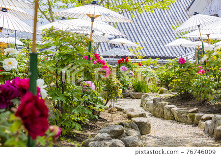 盛開的關西花寺,大摩寺青南 盛開的關西花寺,大摩寺青南 76746009
